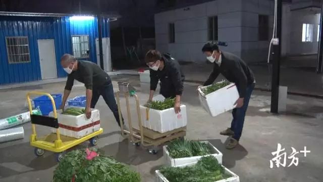 通过电商物流渠道,海丰的蔬菜实行了从菜地到餐桌的转换。