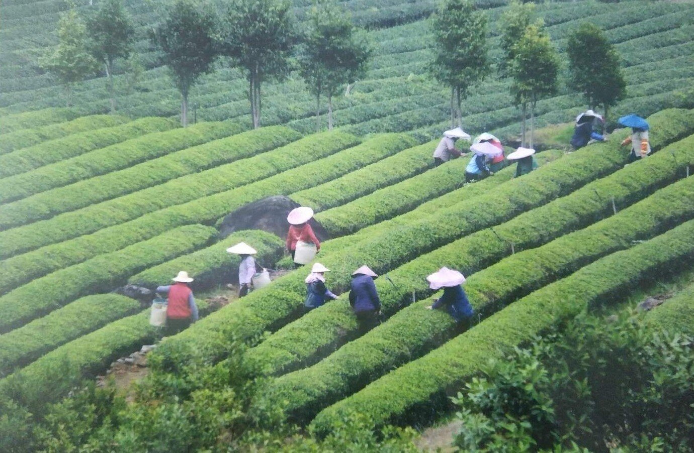 莲花山茶_proc.jpg