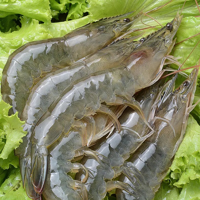 海丰白虾2.webp.jpg