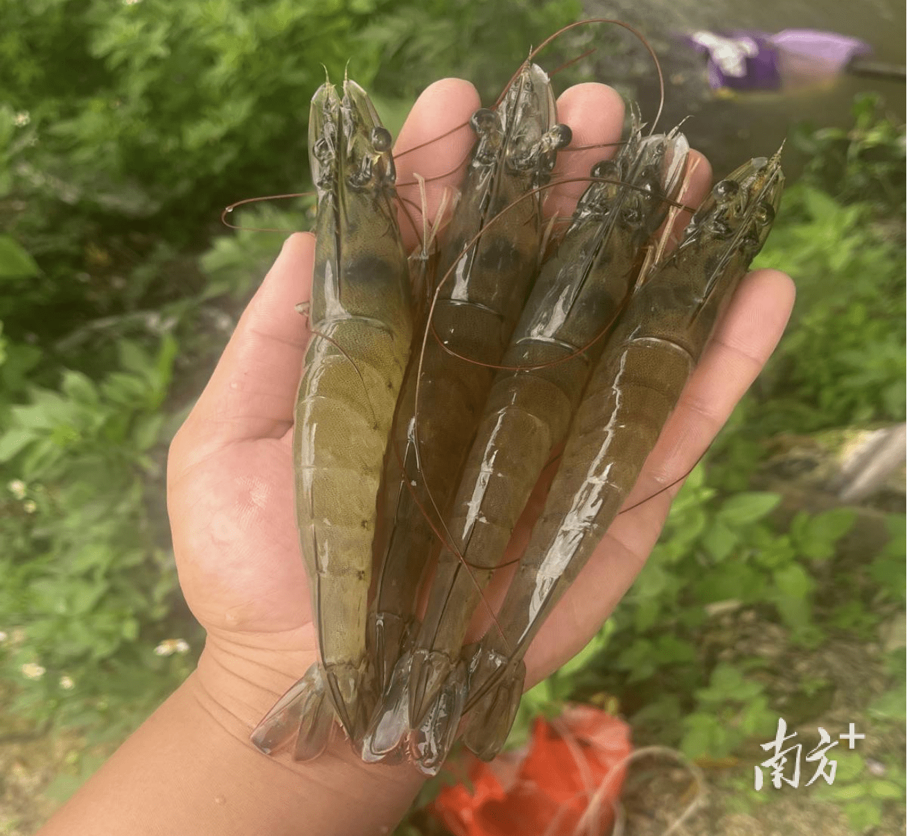 海丰白虾.png