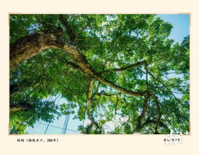 280多年树龄的榕树。陈少锐供图 图片