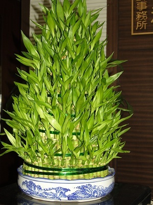 富贵竹.jpg