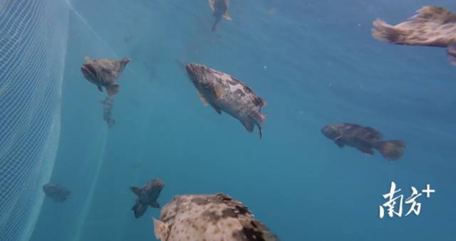 “伏羲一号”网箱水下养殖情况。