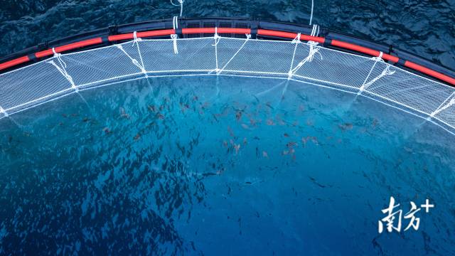 “伏羲一号”网箱投放夏季鱼苗。