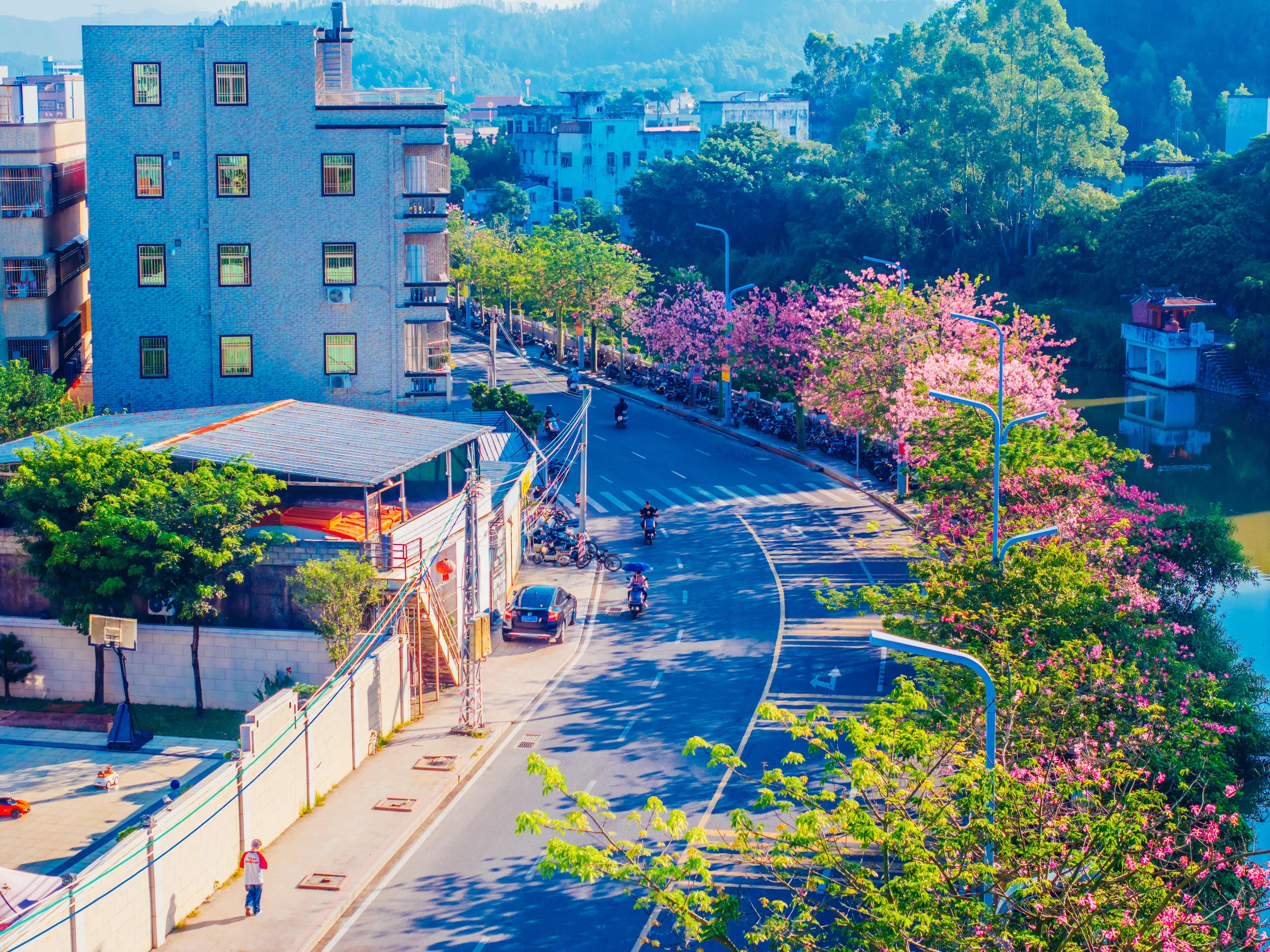 会呼吸的花漾路——陈一瑭13751939865拍于东海街道龙潭中学路段202408.jpg