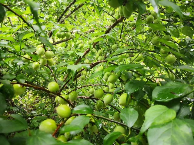 陆河青梅挂满枝头。图源：文明陆河