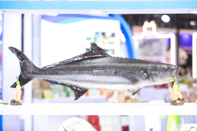 pc蛋蛋
海鲡鱼标本。