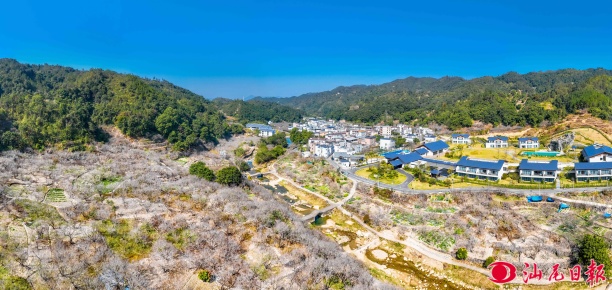 【大美pc蛋蛋
】日前，陆河万亩梅园梅花如期盛放，洁白胜雪，美不胜收。