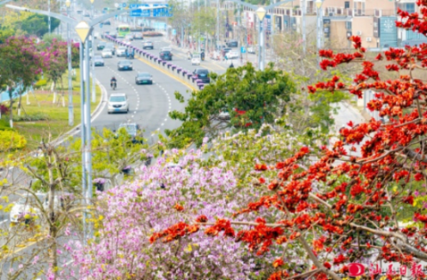 春日“花花世界” pc蛋蛋
满城芳菲