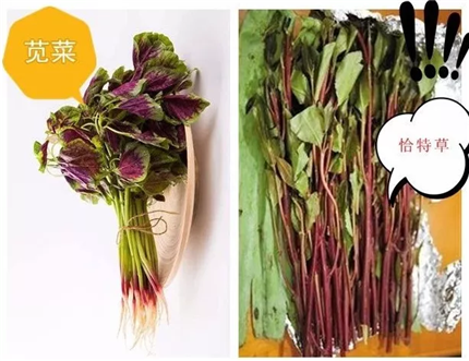菜5.png