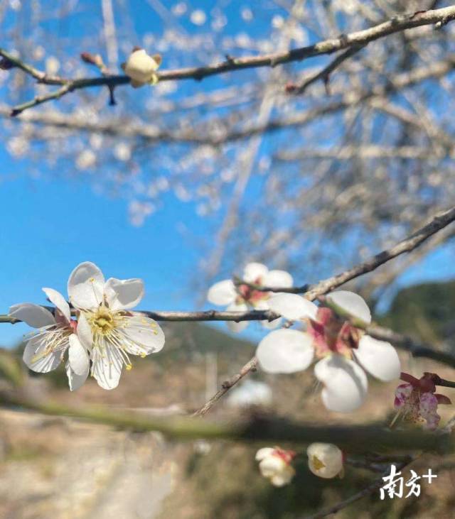南万梅花