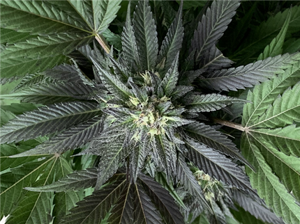 大麻1.png
